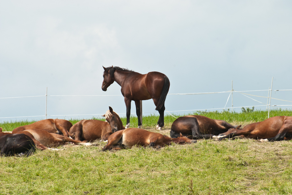 130630115329DSC_2335.jpg - Er is er altijd een die de wacht houdt