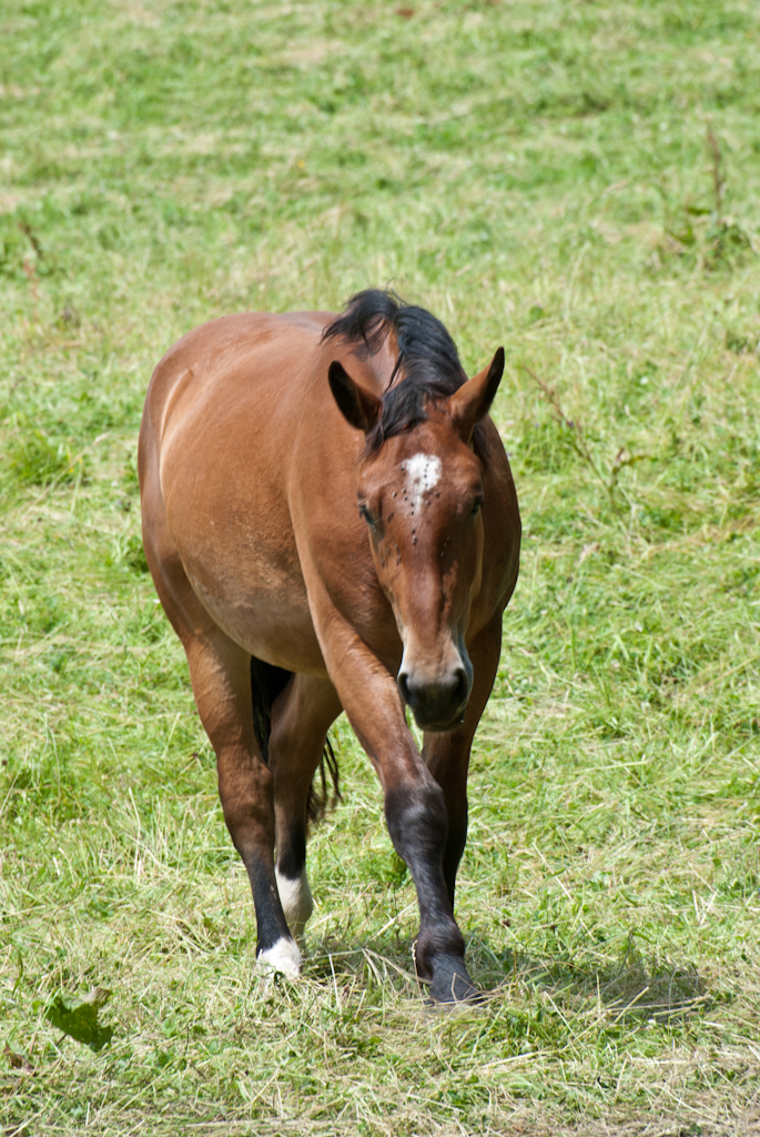 130630115356DSC_2339.jpg - Heeft u een vliegenmepper