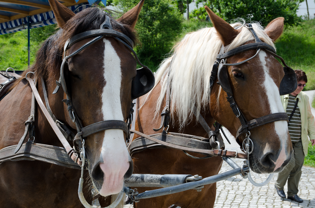 130630125917DSC_8943.jpg - Twee harde werkers