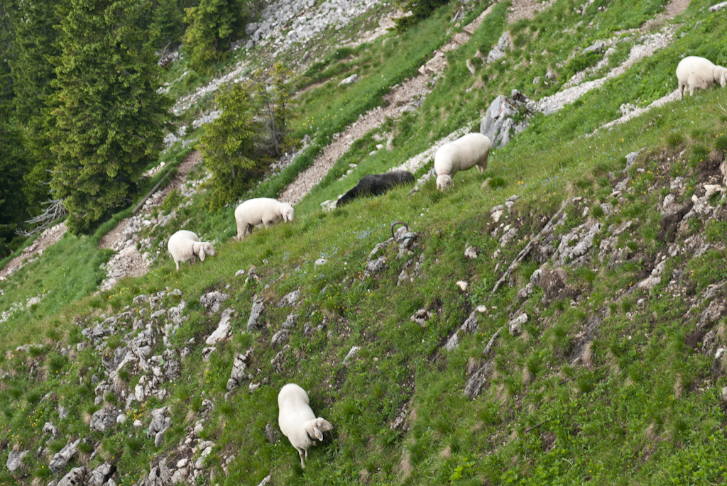 130701104438DSC_2342.jpg - Zij zijn hier thuis