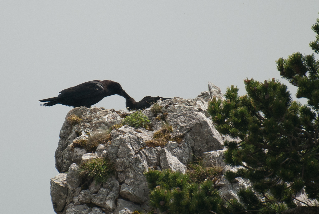 130701121927DSC_2429.jpg - Raven aan de maaltijd