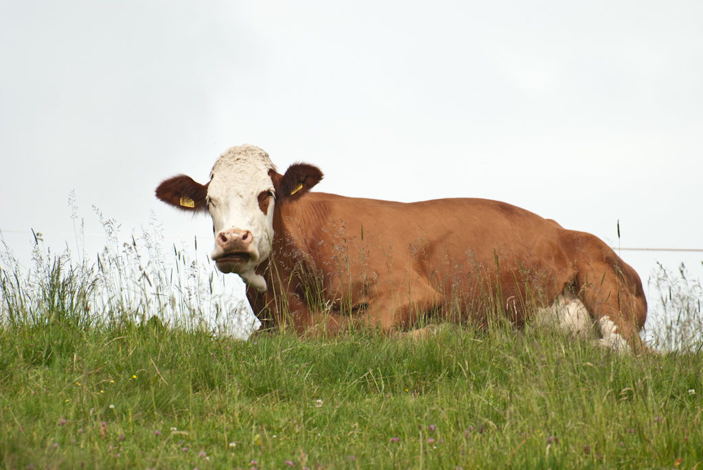 130704160050DSC_2490.jpg - Naar Bertha