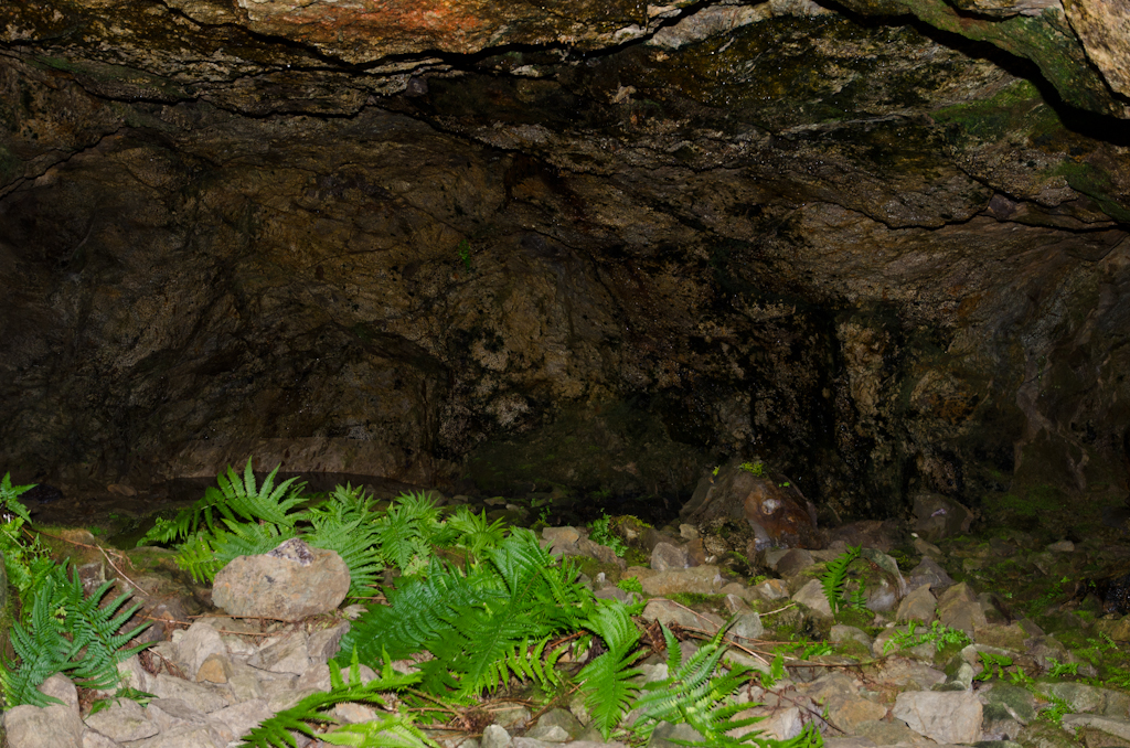 131002104201DSC_0726.jpg - Idar-Oberstein Mineralenmijn Steinkaulenberg Door het kunstlicht gedijen de varens hier goed