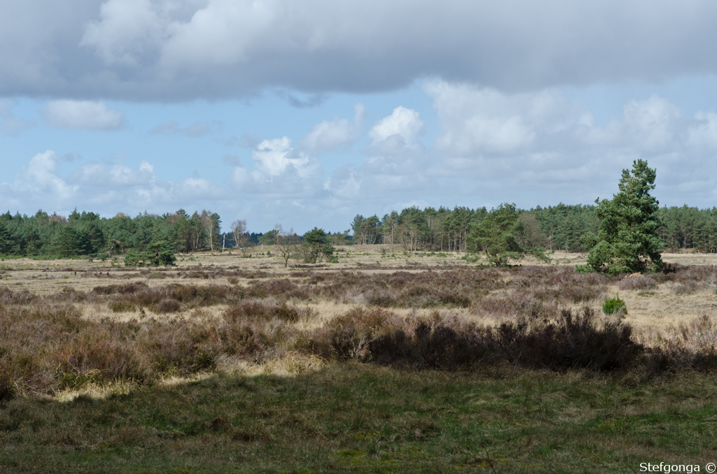 140324121536DSC_1864.jpg - Kootwijker heide