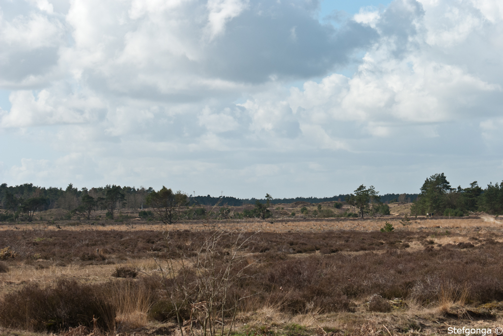 140324122511DSC_3514.jpg - Nog een blik op de heide