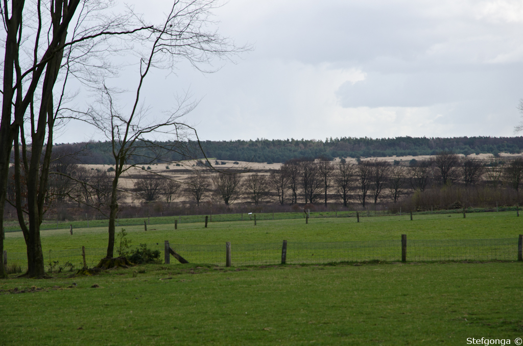 140324143844DSC_1898.jpg - De veluwe bij Hoog Buurlo