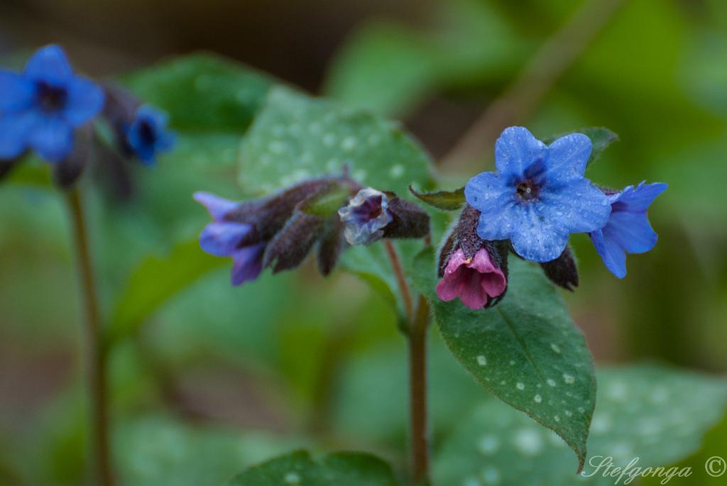 170508123359DSC_8288.jpg - Wilde bloemen