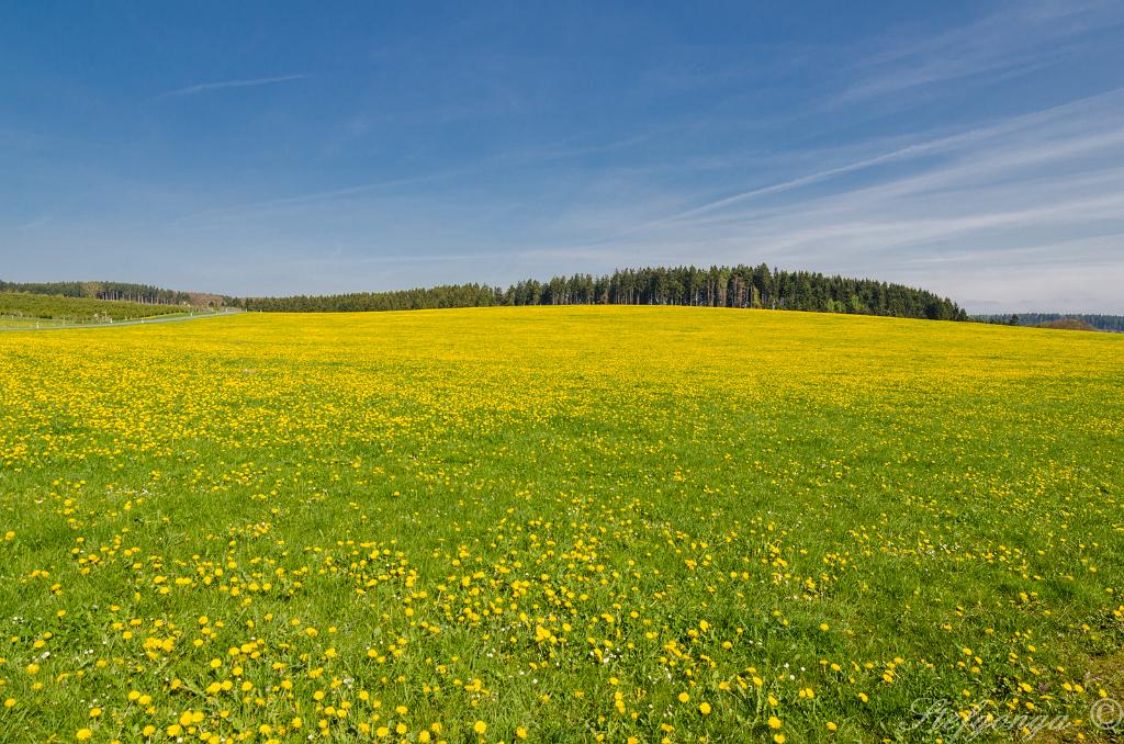 170510101019DSC_9906.jpg - Paardenbloemen