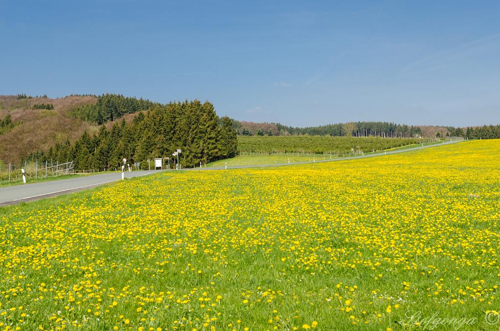 170510101036DSC_9908.jpg - Paardenbloemen