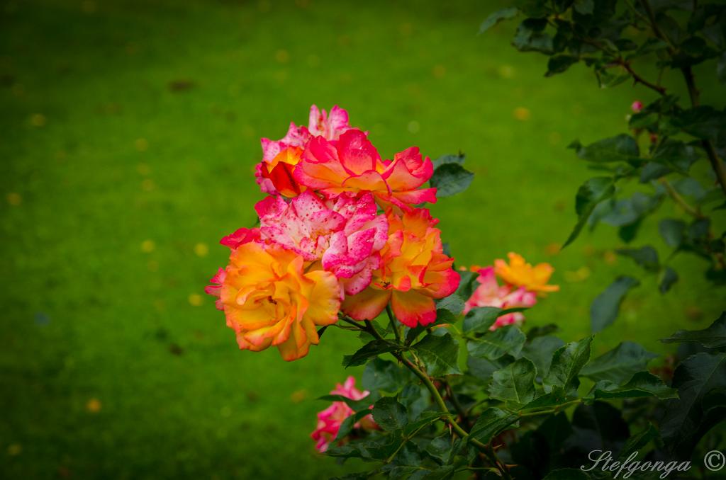 170809103345DSC_0511.jpg - Bad Driburg Grafliches Park