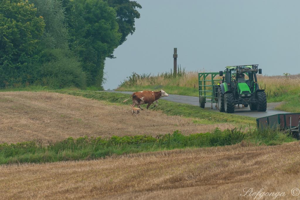 170810110940DSC_8605.jpg - Bij Bosseborn tijdens de wandeling naar de Heiligenberg