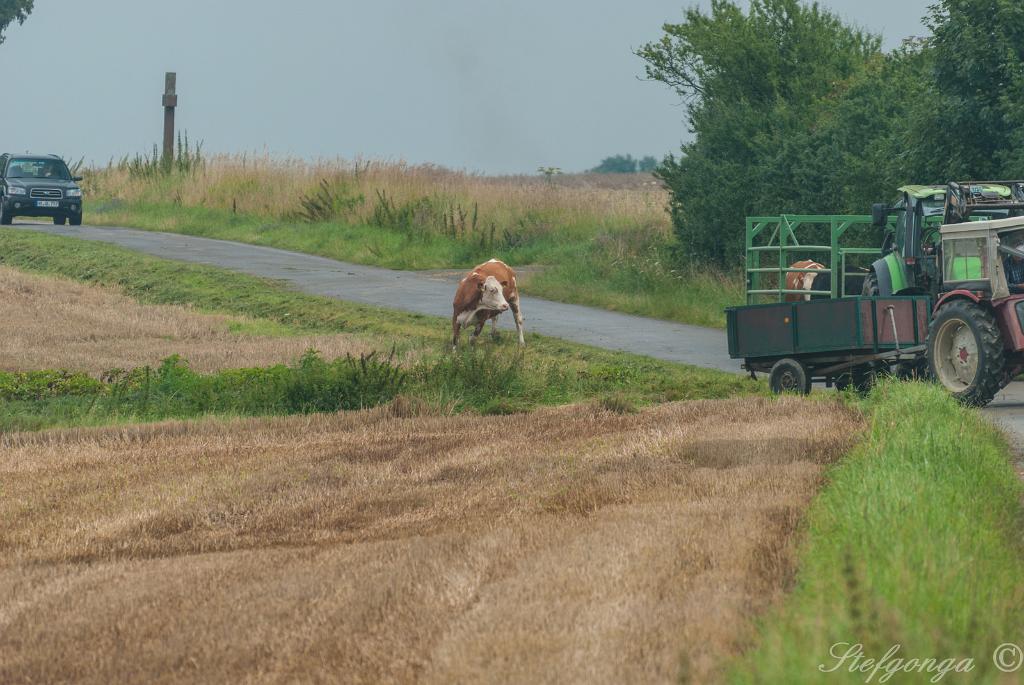 170810111020DSC_8608.jpg - Bij Bosseborn tijdens de wandeling naar de Heiligenberg