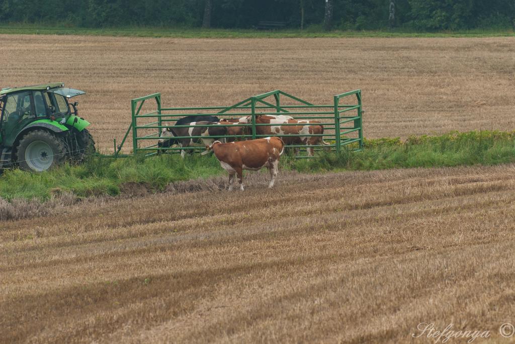 170810111115DSC_8613.jpg - Bij Bosseborn tijdens de wandeling naar de Heiligenberg