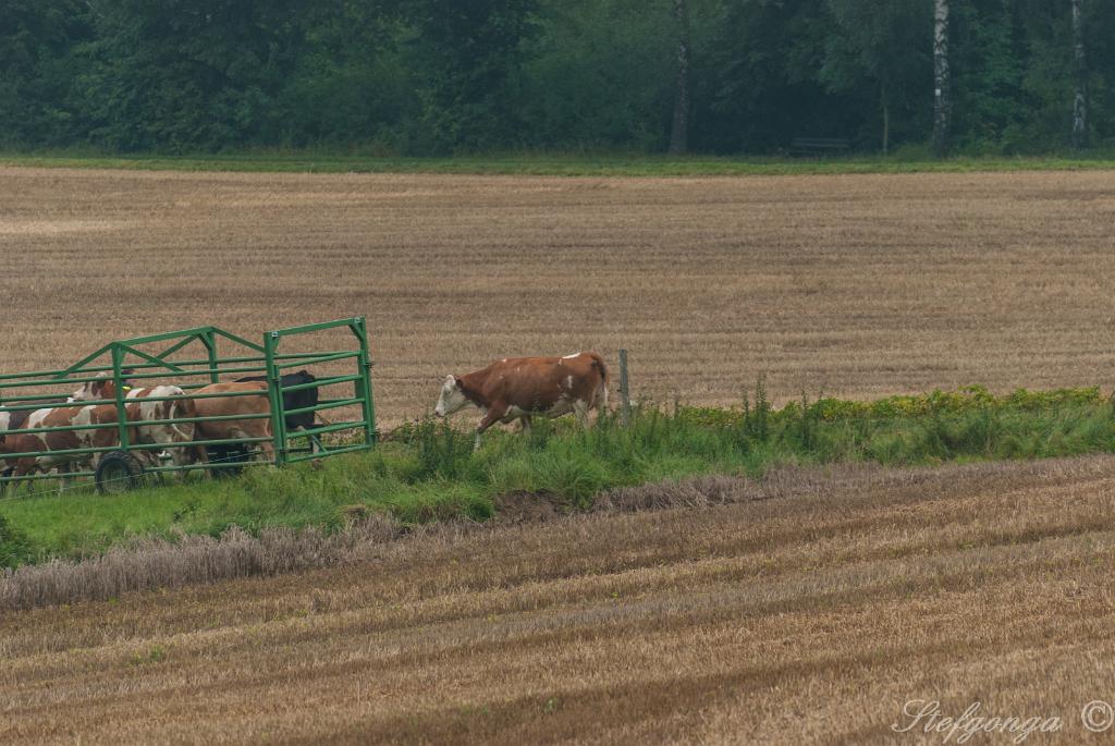 170810111125DSC_8614.jpg - Bij Bosseborn tijdens de wandeling naar de Heiligenberg