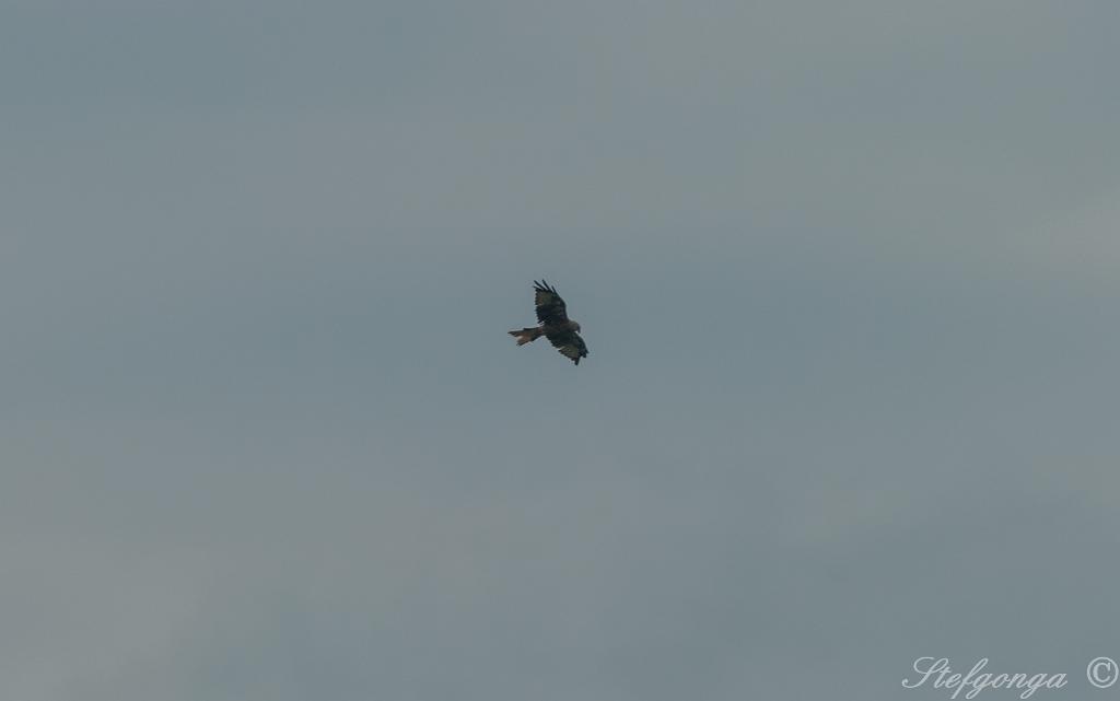 170810123456DSC_8617.jpg - Bij Bosseborn tijdens de wandeling naar de Heiligenberg