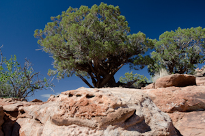 Needles Overlook