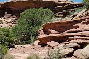 Canyonlands Natl Park