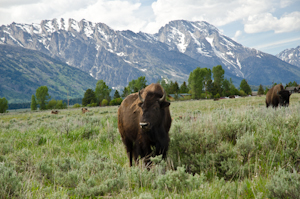 Teton Natl Park