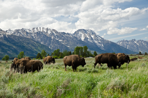 Teton Natl Park