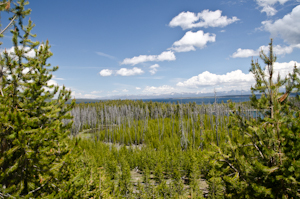 Yellowstone