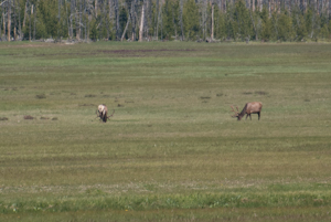 Yellowstone National Park