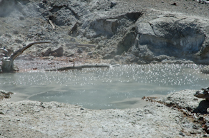 Yellowstone national park