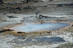 Yellowstone national park