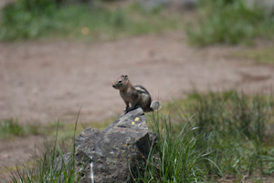 Yellowstone national park