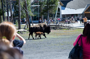 Yellowstone National Park