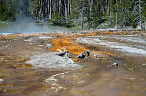 Yellowstone National Park