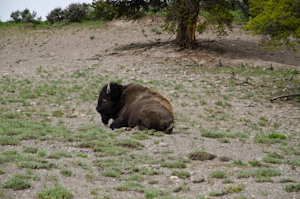 Yellowstone