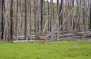 Yellowstone