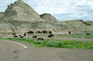 Theodore Roosevelt National Park ND