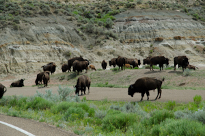 Theodore Roosevelt National Park ND