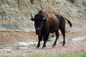 Theodore Roosevelt National Park ND