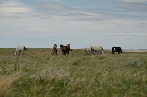 Theodore Roosevelt National Park ND