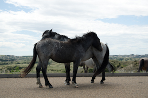 Theodore Roosevelt National Park ND