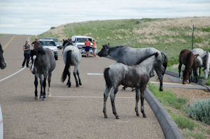 Theodore Roosevelt National Park ND