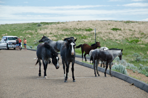 Theodore Roosevelt National Park ND