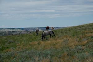 Theodore Roosevelt National Park ND