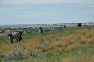 Theodore Roosevelt National Park ND