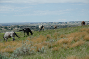 Theodore Roosevelt National Park ND