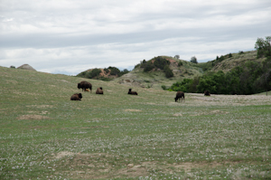 Theodore Roosevelt National Park ND