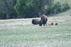 Theodore Roosevelt National Park ND