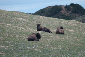 Theodore Roosevelt National Park ND