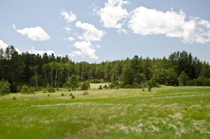 Custer State Park