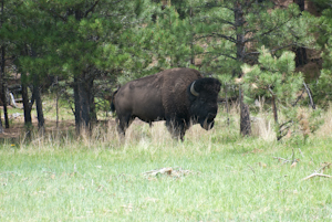 Custer State Park