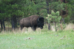 Custer State Park