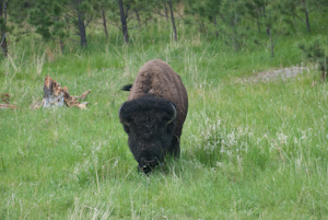 Custer State Park