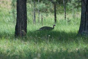 Custer State Park